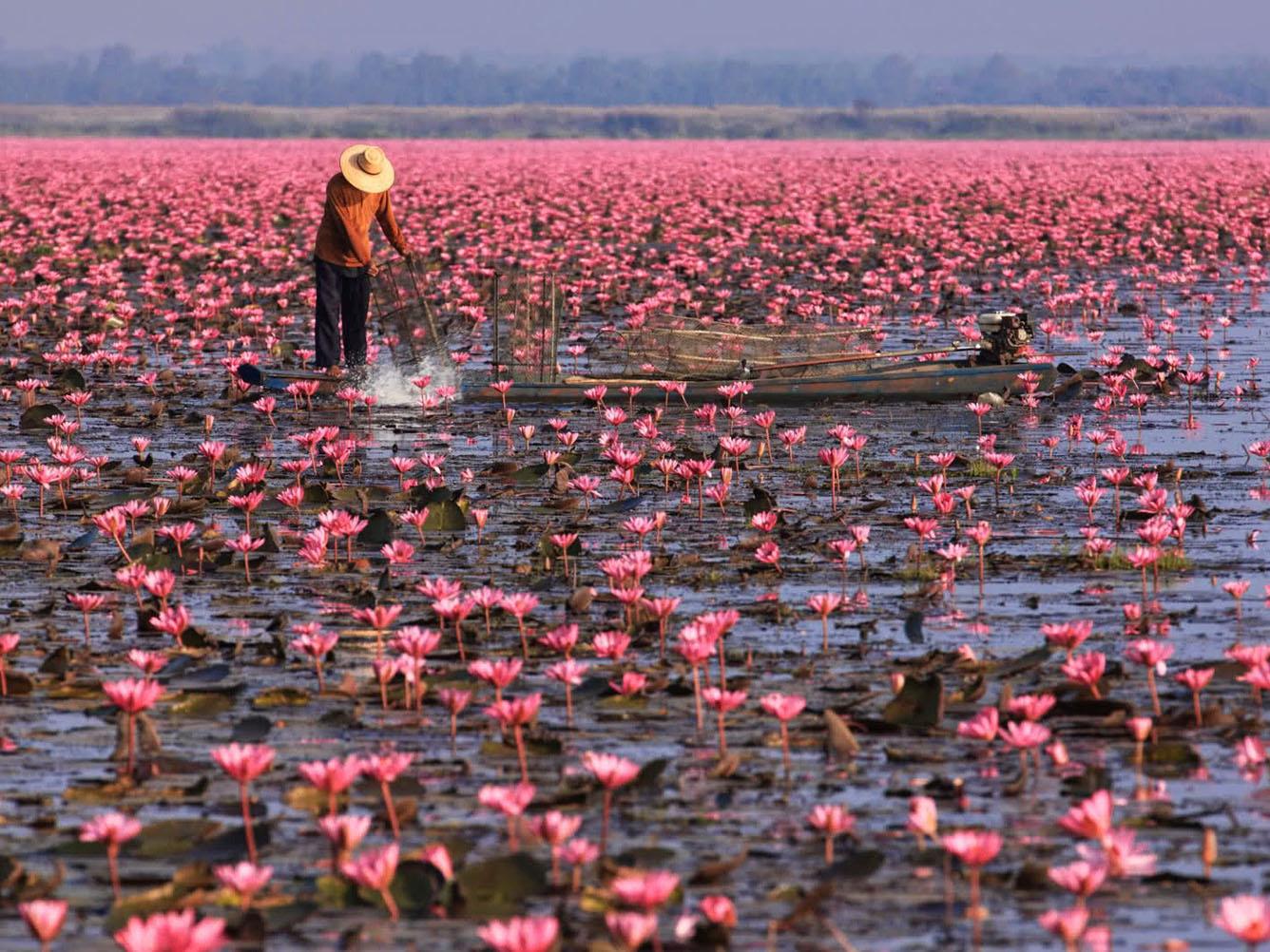 Khám phá hồ hoa súng ở Udon Thani Thái Lan – Nơi có cảnh đẹp tựa thiên đường chốn hạ giới