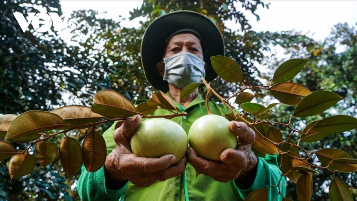 Bật mí cho bạn những món Đặc sản Cần Thơ mua về làm quà 13