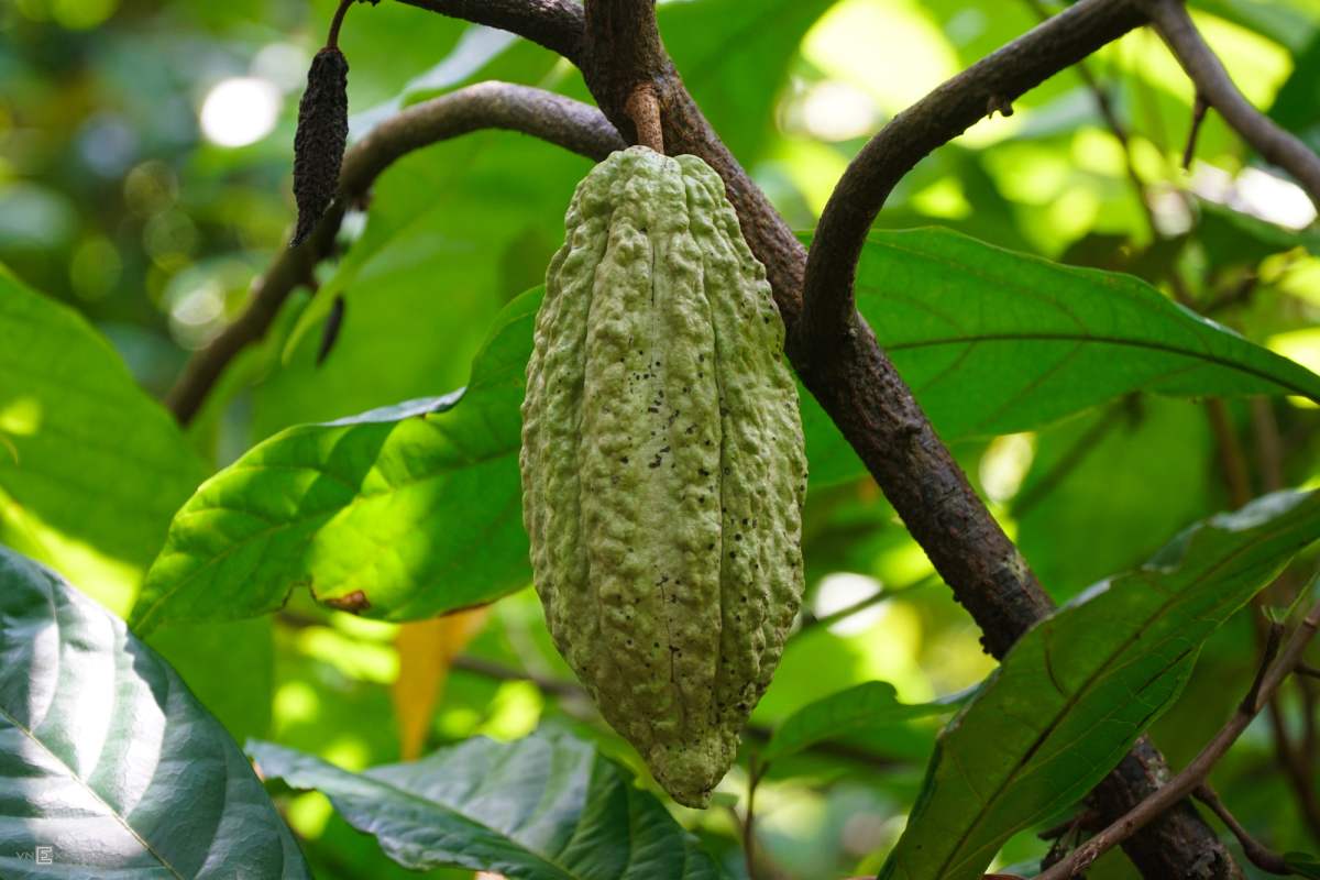 Bật mí cho bạn những món Đặc sản Cần Thơ mua về làm quà 19