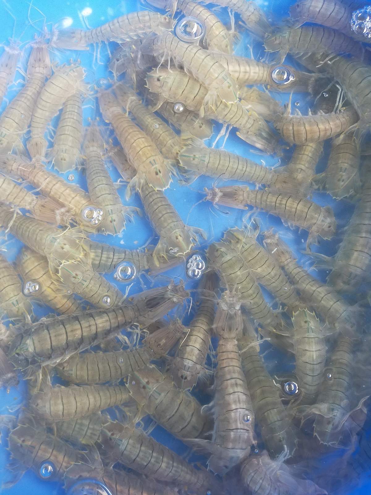 Bè Hà Quyền - Chuyên phục vụ hải sản tươi sống ở làng chài Hàm Ninh 11