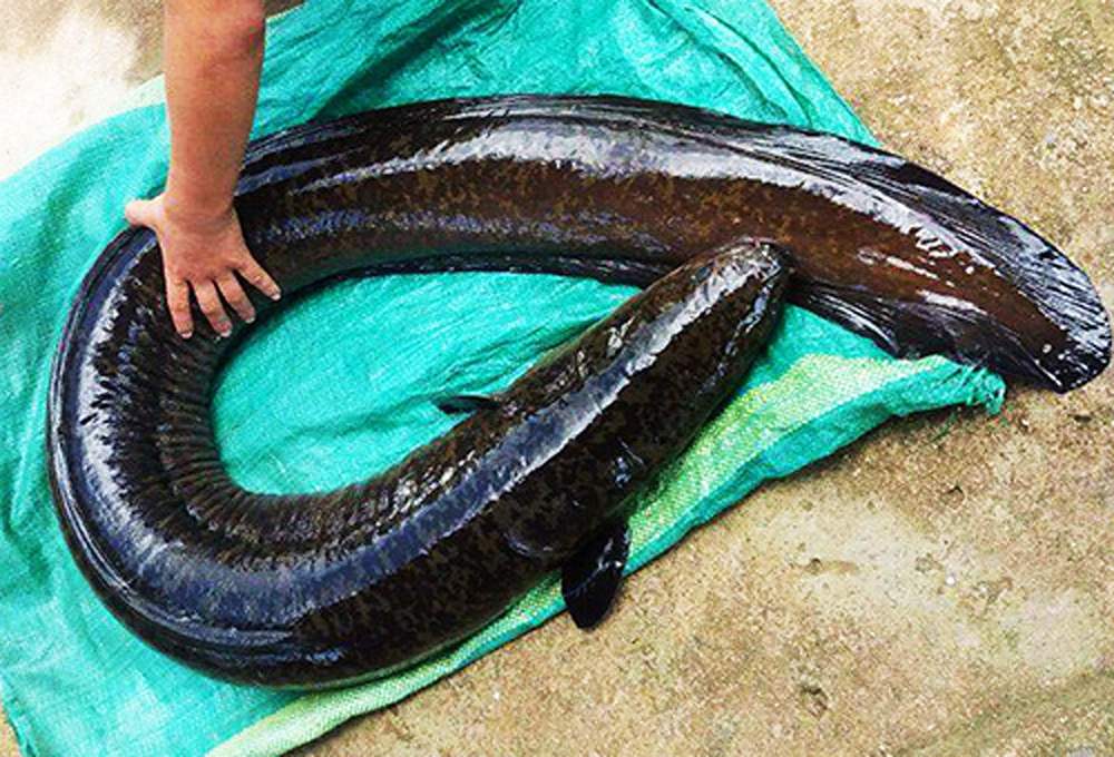 Thưởng thức đặc sản Cá chình biển Côn Đảo thơm ngon, bổ dưỡng 2