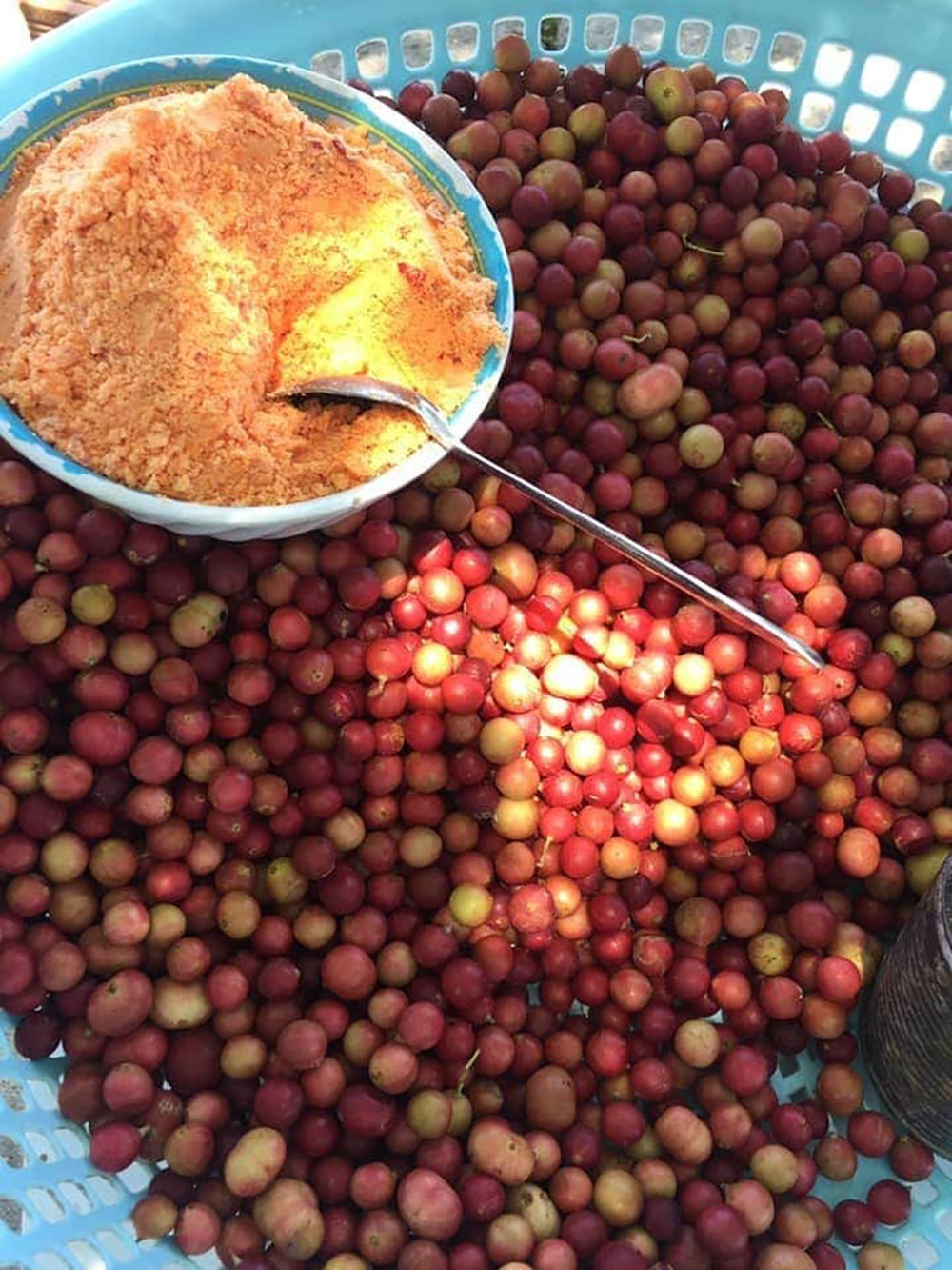 Trái da đá, đặc sản độc nhất vô nhị của vùng đất Ninh Thuận 3