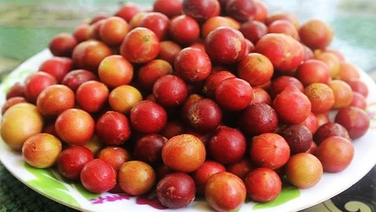 Trái da đá, đặc sản độc nhất vô nhị của vùng đất Ninh Thuận 2